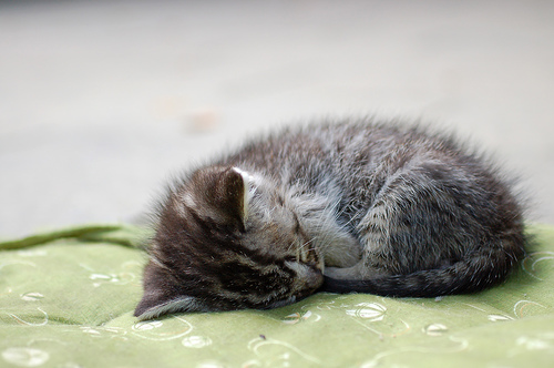 フリー画像|動物写真|哺乳類|ネコ科|猫/ネコ|子猫|寝顔/寝相/寝姿|サバトラ|