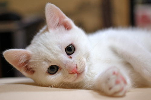  フリー画像| 動物写真| 哺乳類| ネコ科| 猫/ネコ| 子猫| 白猫| 