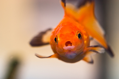 フリー画像|動物写真|魚類|金魚/キンギョ|
