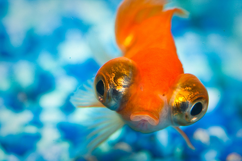 フリー画像|動物写真|魚類|金魚/キンギョ|