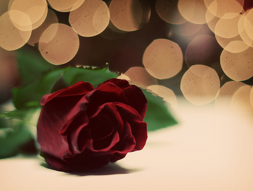 フリー画像|花/フラワー|薔薇/バラ|