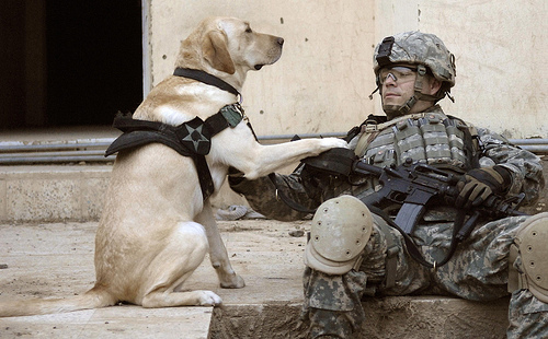 フリー画像|戦争写真|兵士/ソルジャー|人物写真|アメリカ軍兵士|犬/イヌ|ラブラドール・レトリバー|