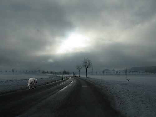  フリー画像| 人工風景| 道の風景| 霧/靄| 暗雲の風景| 狼/オオカミ| 