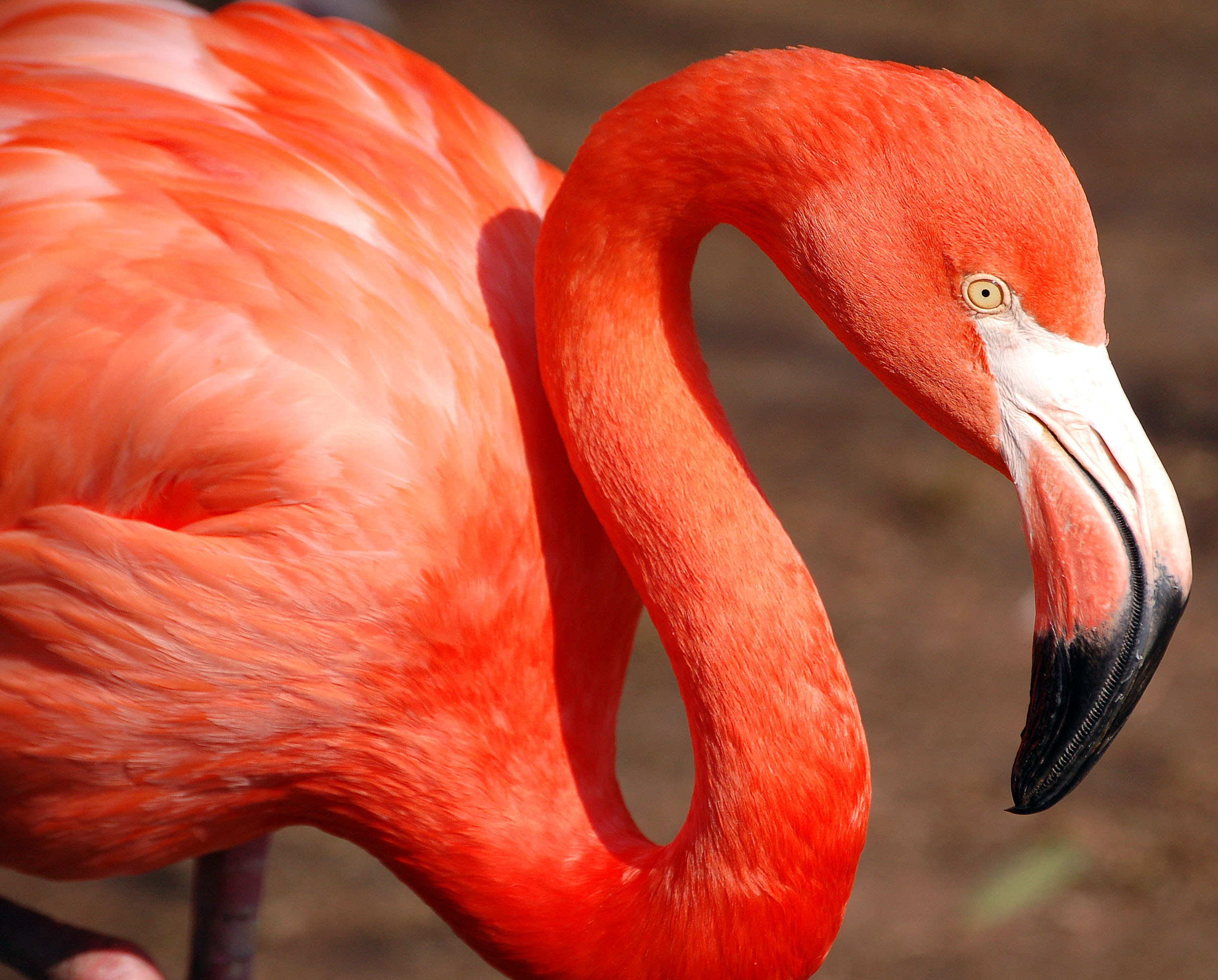 フリー画像動物写真鳥類フラミンゴ赤色/レッド画像素材なら！無料・フリー写真素材のフリーフォト