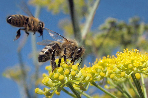 フリー画像|節足動物|昆虫|蜂/ハチ|蜜蜂/ミツバチ|菜の花|