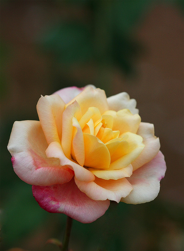 フリー画像|花/フラワー|薔薇／バラ|