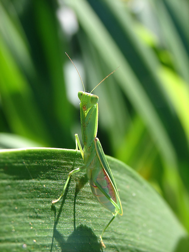 フリー画像 節足動物 昆虫 カマキリ 緑色 グリーン 画像素材なら 無料 フリー写真素材のフリーフォト