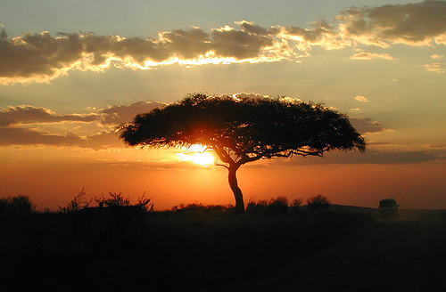フリー画像|自然風景|樹木の風景|夕日/夕焼け/夕暮れ|サバンナ|ケニア風景|フリー素材|