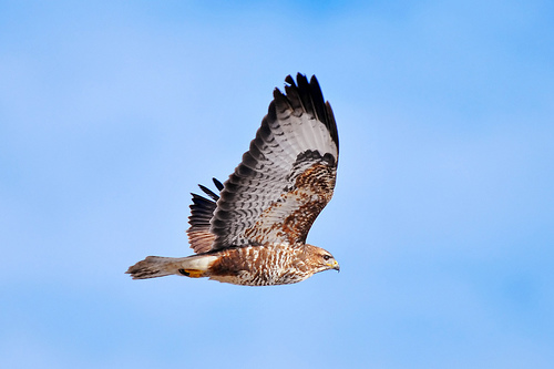 フリー画像 動物写真 鳥類 猛禽類 鷹 タカ フリー素材 画像素材なら 無料 フリー写真素材のフリーフォト