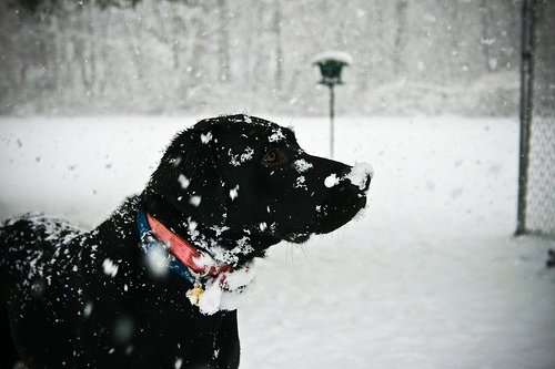 フリー画像|動物写真|哺乳類|イヌ科|犬/イヌ|雪景色|粉雪|ラブラドール・レトリバー|フリー素材|
