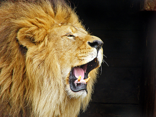 フリー画像|動物写真|哺乳類|ネコ科|ライオン|雄/オス|叫ぶ|フリー素材|