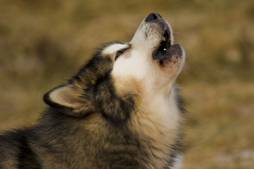 フリー画像|動物写真|哺乳類|イヌ科|犬/イヌ|アラスカン・マラミュート|吠える|フリー素材|