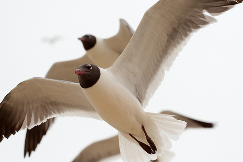  フリー画像| 動物写真| 鳥類| 野鳥| カモメ| ワライカモメ|      フリー素材| 