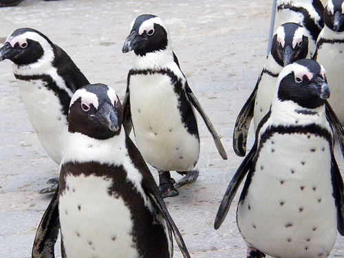  フリー画像| 動物写真| 鳥類| ペンギン| ケープペンギン|       フリー素材| 