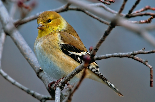 フリー画像|動物写真|鳥類|野鳥|オウゴンヒワ/ゴールドフィンチ|