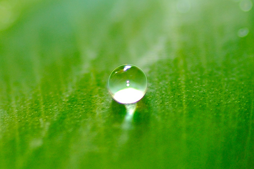  フリー画像| 植物| 葉っぱ| 雫/水滴| 緑色/グリーン| 