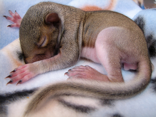 フリー画像|動物写真|哺乳類|リス科|小動物|リス|赤ちゃん/動物|寝顔/寝相/寝姿|