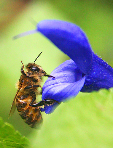 フリー画像|節足動物|昆虫|蜂/ハチ|蜜蜂/ミツバチ|花/フラワー|
