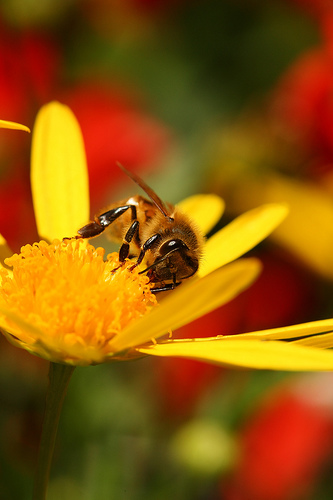 フリー画像|節足動物|昆虫|蜂/ハチ|蜜蜂/ミツバチ|花/フラワー|