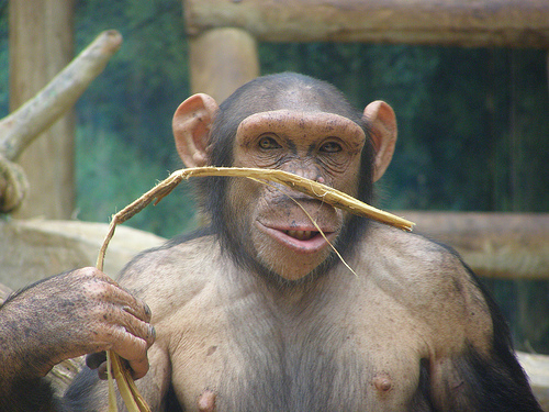 フリー画像|動物写真|哺乳類|猿/サル|チンパンジー|