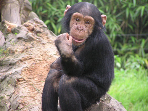  フリー画像| 動物写真| 哺乳類| 猿/サル| チンパンジー| 子猿| 