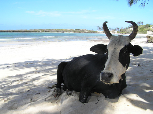フリー画像|動物写真|哺乳類|牛/ウシ|ビーチ/海辺|