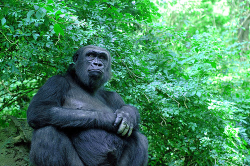  フリー画像| 動物写真| 哺乳類| 猿/サル| ゴリラ| マウンテンゴリラ| 