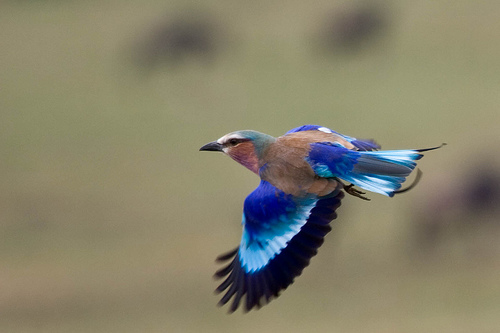 フリー画像| 動物写真| 鳥類| 野鳥| ライラック・ブレステッド・ローラー| 青い鳥| 