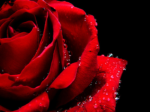  フリー画像| 花/フラワー| 薔薇/バラ| 赤色/レッド| 雫/水滴| レッド/花| 