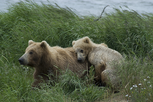  フリー画像| 動物写真| 哺乳類| 熊/クマ| 親子/家族| 子熊| 
