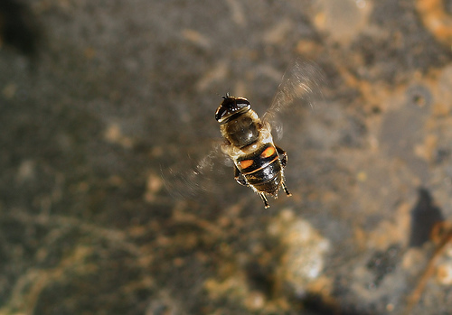 フリー画像|節足動物|昆虫|蜂/ハチ|クマバチ|