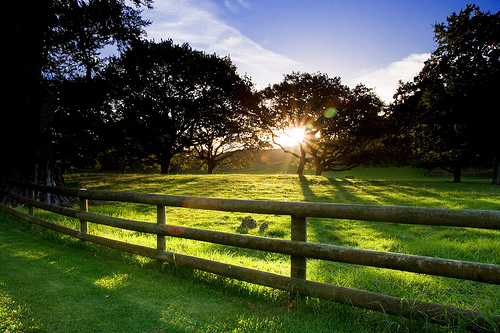  フリー画像| 人工風景| 夕日/夕焼け/夕暮れ| 太陽光線| 草原の風景| 樹木の風景| ニュージーランド風景| オークランド| 