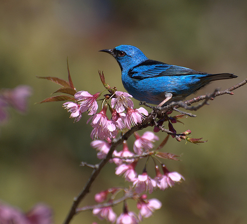 フリー画像|動物写真|鳥類|野鳥|フウキンチョウ族|ヒワミツドリ|青い鳥|