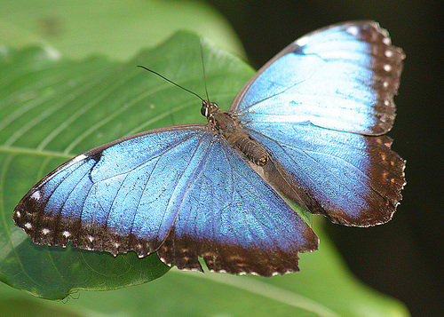  フリー画像| 節足動物| 昆虫| 蝶/チョウ| ブルーモルフォ| 青い蝶| 