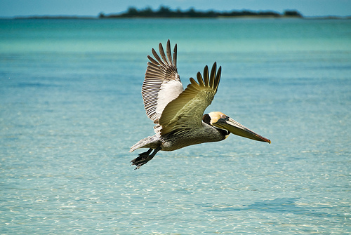 フリー画像|動物写真|鳥類|野鳥|ペリカン|海の風景|