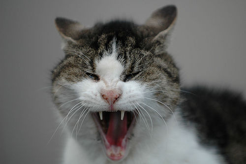  フリー画像| 動物写真| 哺乳類| ネコ科| 猫/ネコ| 欠伸/あくび| 叫ぶ| 