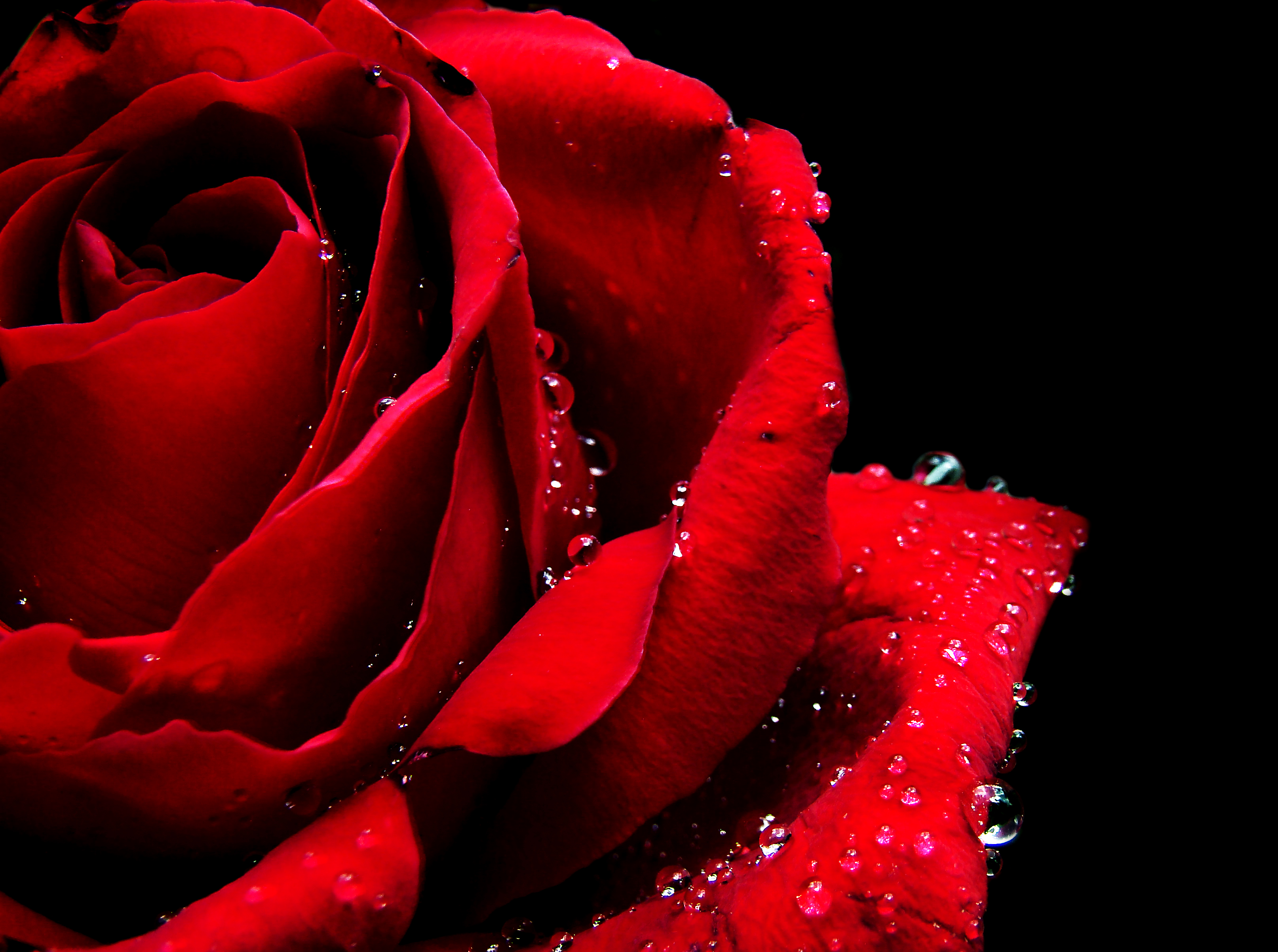 フリー画像 花 フラワー 薔薇 バラ 赤色 レッド 雫 水滴 レッド 花 画像素材なら 無料 フリー写真素材のフリーフォト