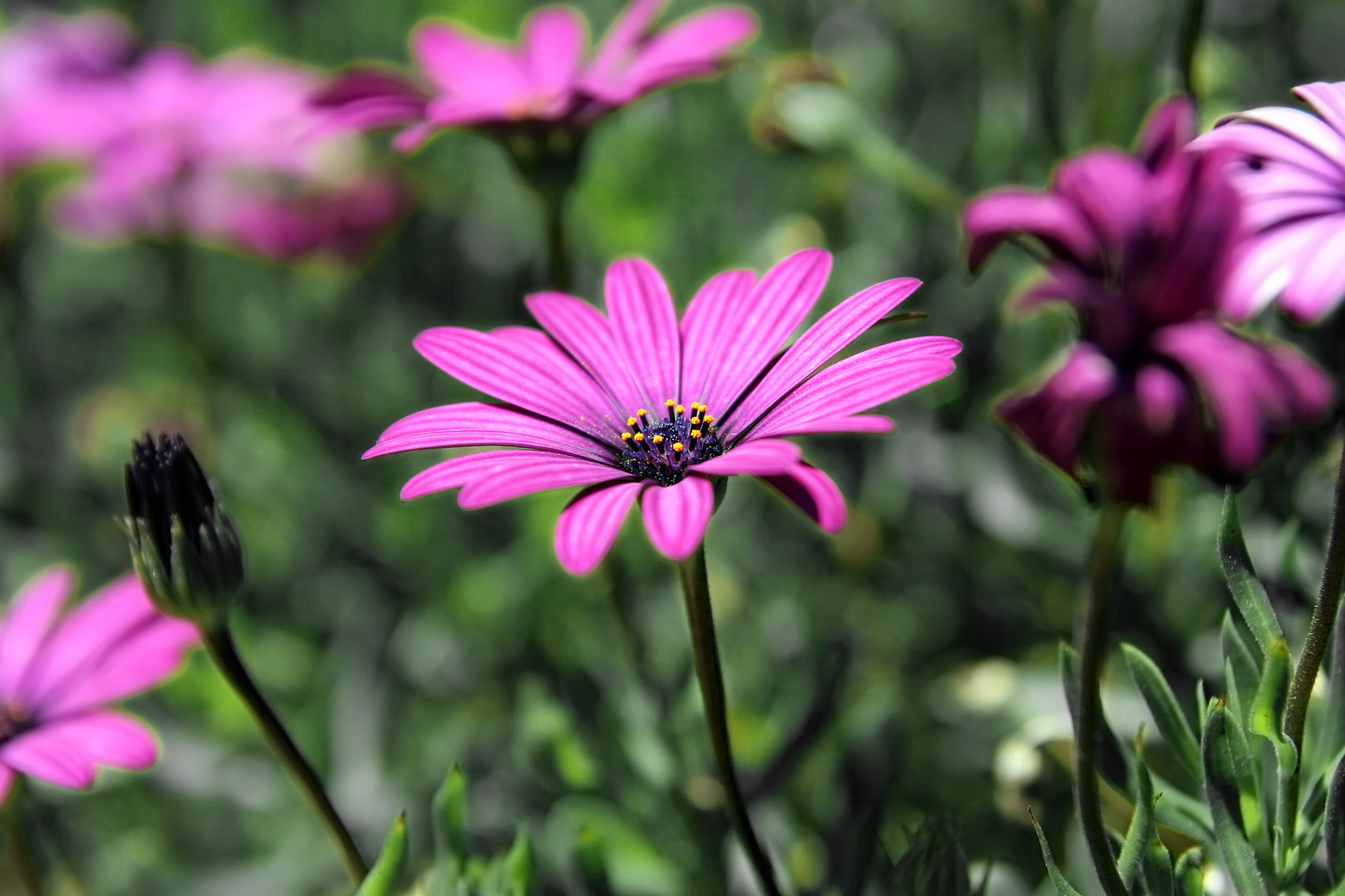 フリー画像 花 フラワー ヒナギク デイジー アフリカンデイジー ピンク 花 画像素材なら 無料 フリー写真素材のフリーフォト