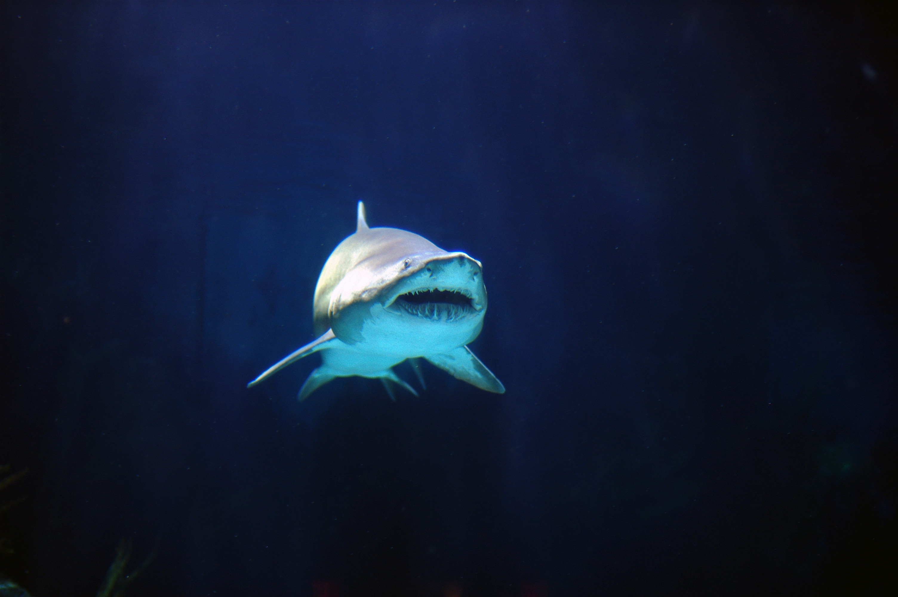 フリー画像 動物写真 魚類 鮫 サメ フリー素材 画像素材なら 無料 フリー写真素材のフリーフォト