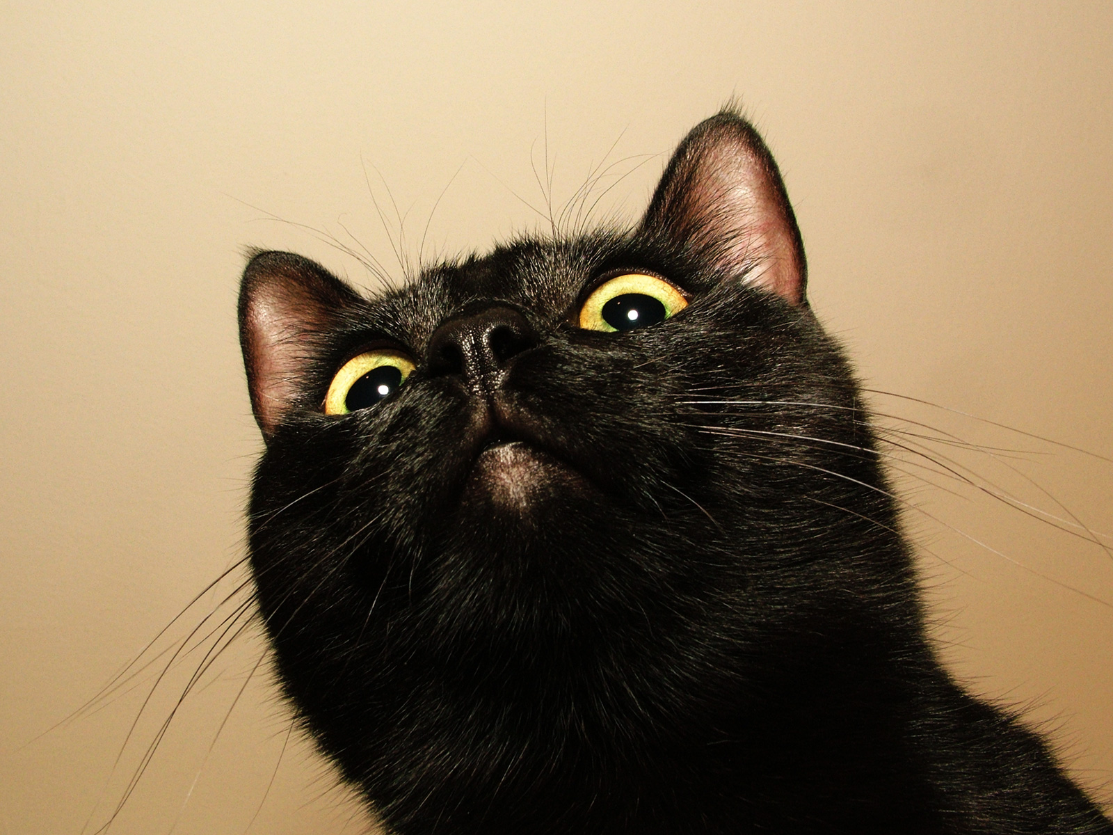 黑猫恐怖的猫眼神眼睛特写对望看镜头纯黑色_3840X2160_高清视频素材下载(编号:5984649)_实拍视频_光厂(VJ师网) www.vjshi.com