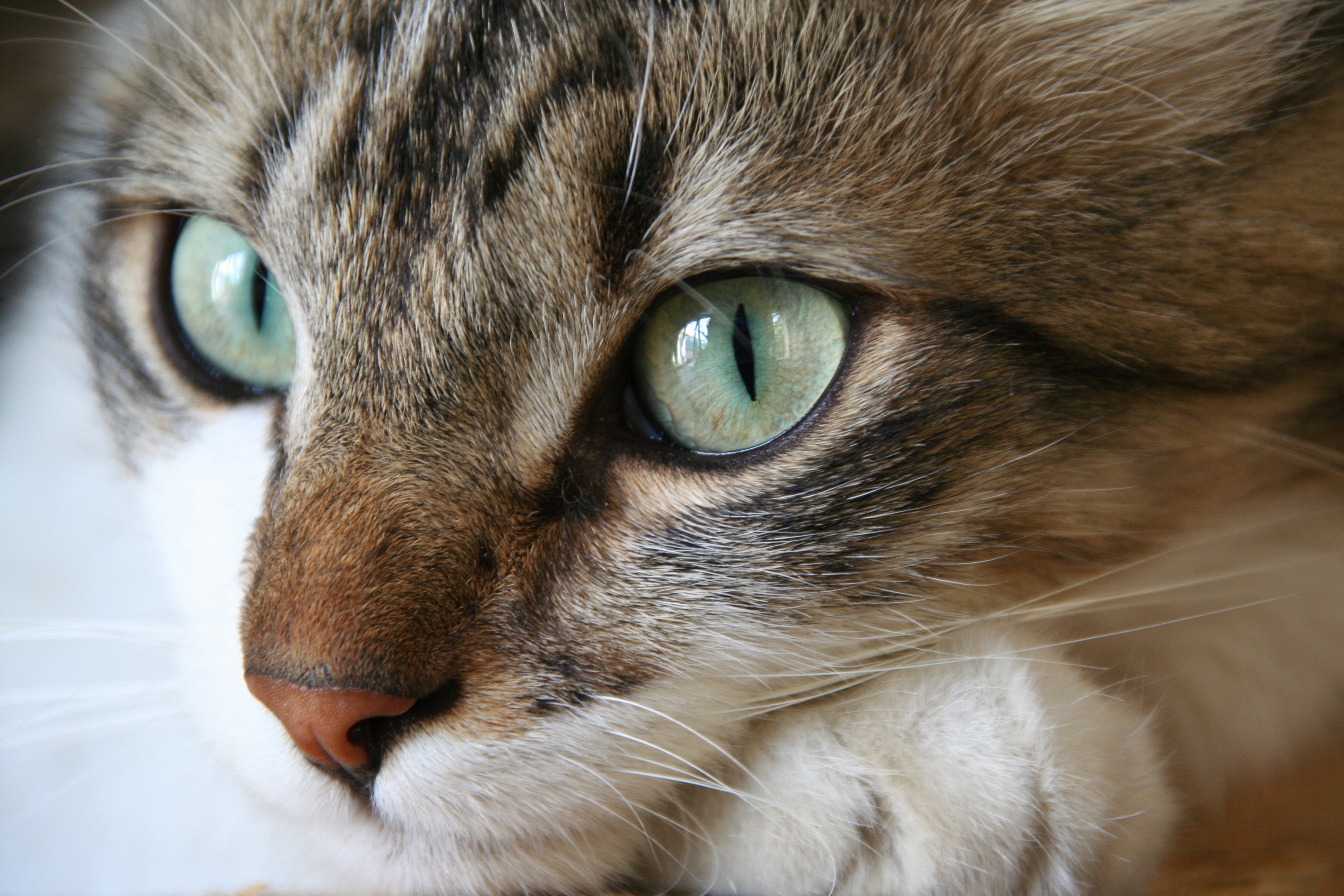 フリー画像 動物写真 哺乳類 ネコ科 猫 ネコ 三毛猫 画像素材なら 無料 フリー写真素材のフリーフォト