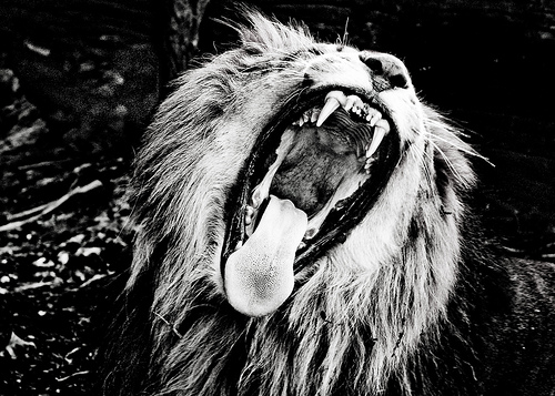  フリー画像| 動物写真| 哺乳類| ネコ科| ライオン| 欠伸/あくび| 叫ぶ| モノクロ写真|    フリー素材| 