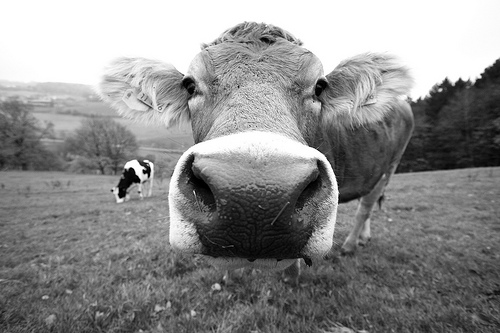 フリー画像|動物写真|哺乳類|牛/ウシ|モノクロ写真|フリー素材|