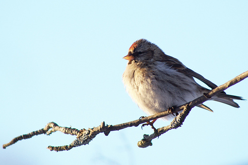 フリー画像|動物写真|鳥類|野鳥|コベニヒワ|フリー素材|