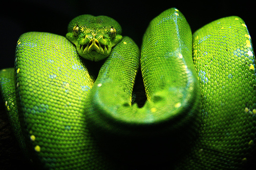 フリー画像|動物写真|は虫類|蛇/ヘビ|ミドリニシキヘビ|緑色/グリーン|フリー素材|