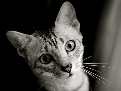 フリー画像|動物写真|哺乳類|ネコ科|猫/ネコ|モノクロ写真|フリー素材|