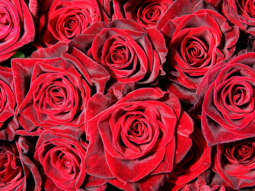  フリー画像| 花/フラワー| 薔薇/バラ| 赤色/レッド| レッド/花|       フリー素材| 