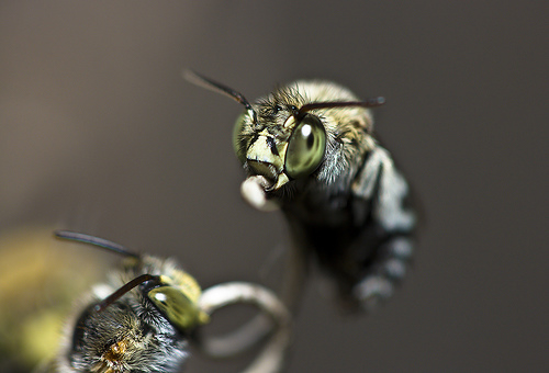 フリー画像|節足動物|昆虫|蜂/ハチ|フリー素材|