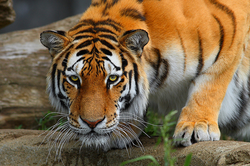 フリー画像| 動物写真| 哺乳類| ネコ科| 虎/トラ|       フリー素材| 