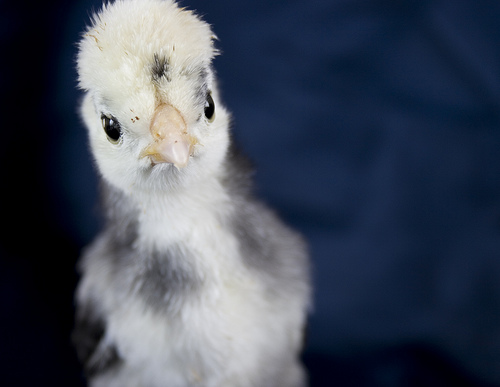 フリー画像|動物写真|鳥類|鶏/ニワトリ|雛/ヒナ|ヒヨコ|フリー素材|